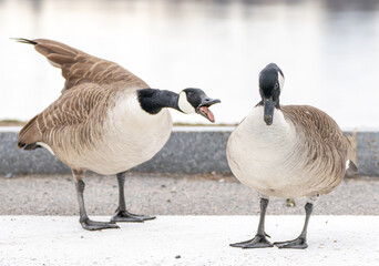 A Canada goose yelling at another goose that has its head down dejectedly. 
