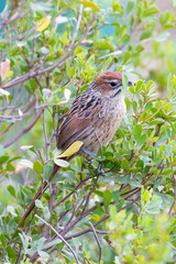 Cape Grassbird (Sphenoeacus afer)  perched in fynbos, Overberg, Western Cape, South Africa