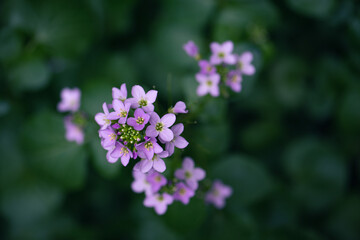 Wildflower cuckoo flower or cardamine pratensis view from above