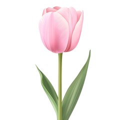 Naklejka premium Beautiful pink tulip standing tall against a white background during a spring day in a floral garden setting for decoration and inspiration