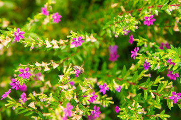 Obraz premium A bee collecting nectar from vibrant pink flowers surrounded by lush green foliage. A bright and detailed image showcasing pollination, nature's beauty, and ecological harmony.