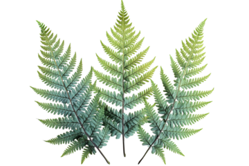 Three verdant fern fronds arranged. Light yellow tint at the upper portion of the leaves, dark stems. Black background