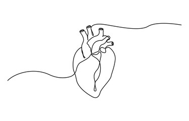 One continuous line drawing of anatomical human heart organ, Anatomical concept vector art. Doodle line illustration.