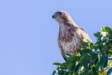 Steppe Buzzard or Common Buzzard (Buteo buteo vulpinus) perched in top of tree in montane forest,...