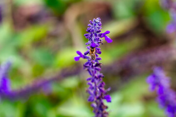 Fototapeta premium A close-up of a honeybee perched on vibrant purple lavender flowers, capturing the delicate process of pollination. The blurred green background enhances the focus on the insect and the bloom