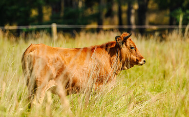 wild tauros, aurochs-like cattle young