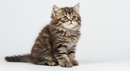 Cute tabby kitten looking up