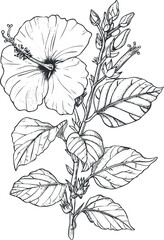 Detailed black and white illustration of a hibiscus flower with leaves and buds.