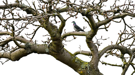 PNG of A solitary bird perched on a bare tree branch, showcasing intricate details and a contrast of colors against the dark background.