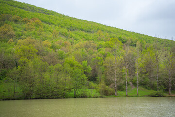 Serene lake surrounded by lush dense forested hill. Tranquil water body with trees in the background. Natural landscape concept