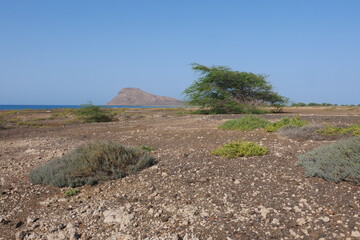 Halbwüste mit Akazien und Monte Leão Insel Sal Kapverden