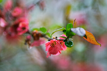 Springtime flowers japanese quince or chaenomeles japonica in the rain. Shallow depth of field
