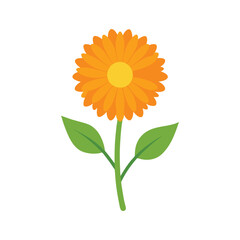 Fototapeta premium calendula flower icon vector illustration