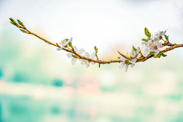 Branch of blossoming tree with white spring flowers on soft bokeh background in pastel tones. Natural minimalist background, spring mood and lightness.
