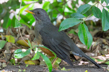 Olive Thrush (Turdus olivaceus) camouflaged on the ground  in Afromontane forest, Swellendam, Western Cape, South Africa