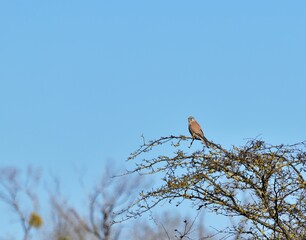 Turmfalke (Falco tinnunculus) Männchen
