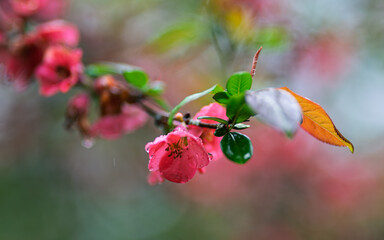 Springtime flowers japanese quince or chaenomeles japonica in the rain. Shallow depth of field