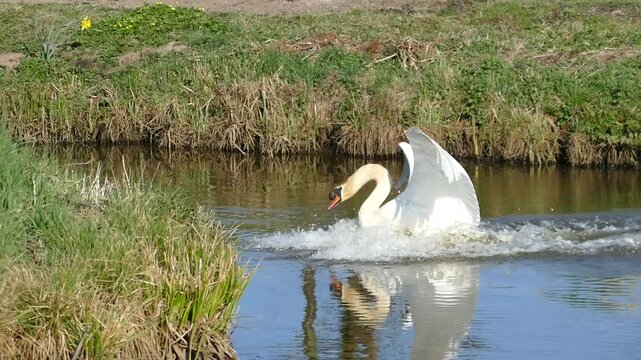 swan on the lake / Schwan 