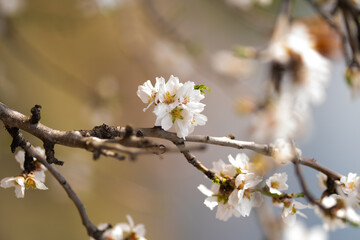 A branch of blooming almonds on the background of nature.