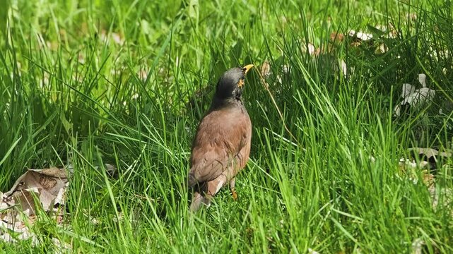 Slow motion zoom shot of Starling bird in the grass. Close up telephoto wildlife clip.