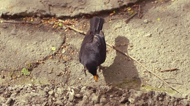 Slow motion zoom shot of Starling bird eating ants on asphalt road