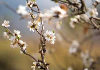 branches of blooming almonds