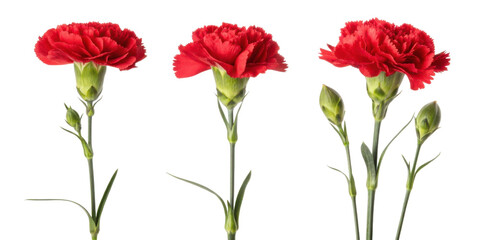 Obraz premium Beautiful red carnations bloom gracefully, showcasing their vibrant petals and lush green stems, perfect for any floral arrangement