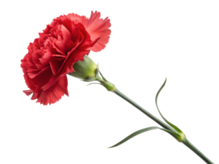 vibrant red carnation flower stands elegantly on slender green stem showcasing its delicate petals and natural beauty