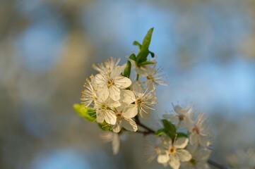 withe flowering bush in spring