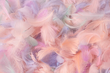 Colorful feather background, top view.