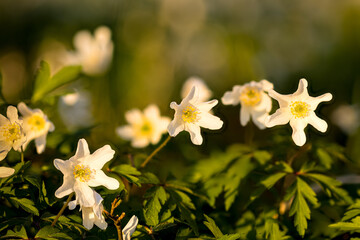 Buschwindröschen (Anemonoides nemorosa)