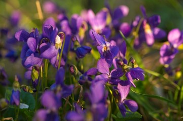 violet wildflowers in a forest in spring