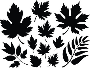 Fototapeta premium Autumn Leaf Silhouette Vector Collection, Fall Foliage Clipart Set