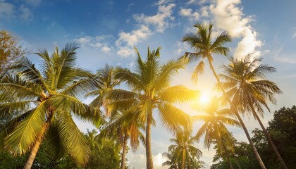 Panorama of tropical palm tree with sun light on sky background