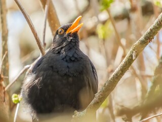 wild bird blackbird (male) singing on a sunny spring day
