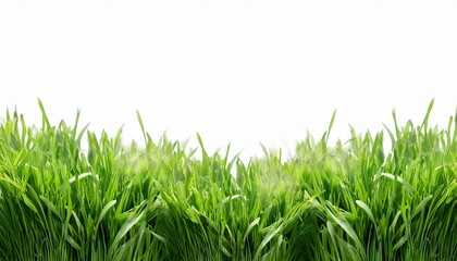 Obraz premium Green Grass Border Isolated White Backgriund