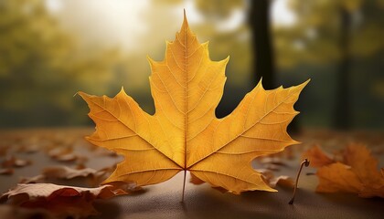Maple leaf