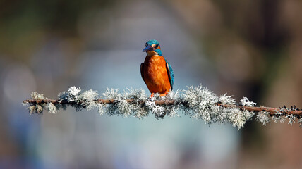Male kingfisher on a mossy branch