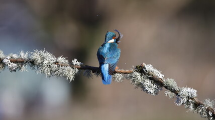 Male kingfisher on a mossy branch