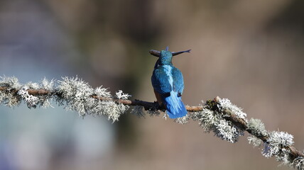 Male kingfisher on a mossy branch