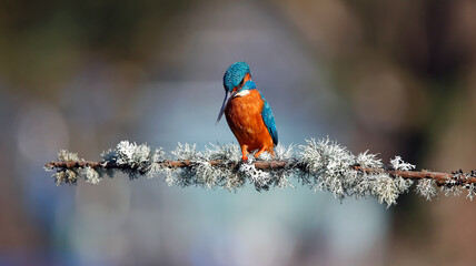 Male kingfisher on a mossy branch