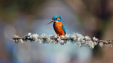 Male kingfisher on a mossy branch