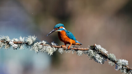 Male kingfisher on a mossy branch