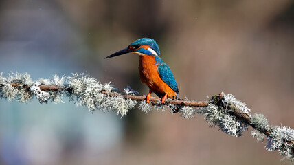 Male kingfisher on a mossy branch