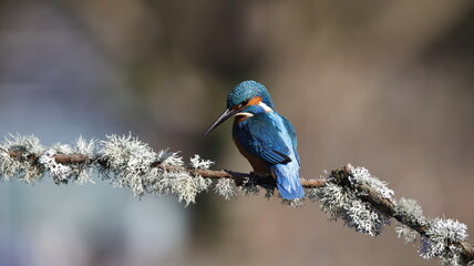 Male kingfisher on a mossy branch