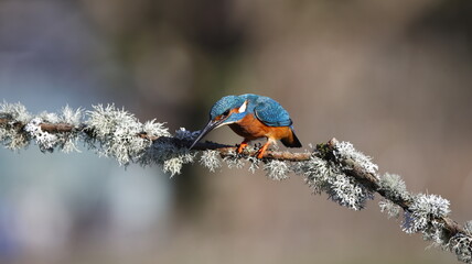 Male kingfisher on a mossy branch