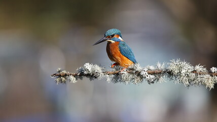 Male kingfisher on a mossy branch