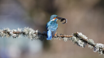Male kingfisher on a mossy branch