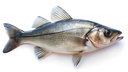 High Resolution Image of a Seabass Fish Isolated on White Background

