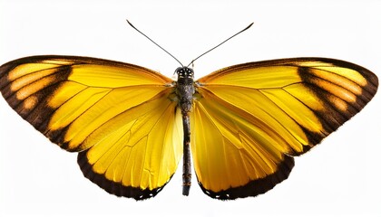 Obraz premium yellow butterfly isolated on white background tropical insects
